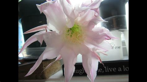 As the plant matures you can expect it to reach up to around 30 cm (12″) tall and about. ECHINOPSIS OXYGONA, EASTER LILY CACTUS - YouTube