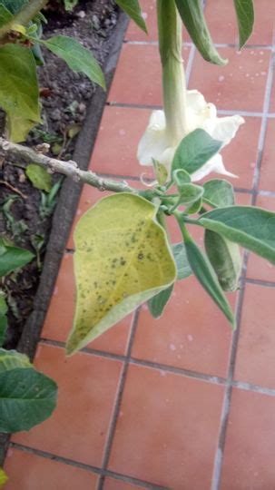 If it's had some cold stress, coupled with some standing water, this can cause them to lose leaves. Leaves turning yellow and falling - Datura : Grows on You