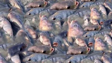 Hal tersebut dapat dilihat dari ketika ikan sudah mulai menjauh dari makanan. Makanan Ikan Nila Di Tambak Desa||Peternakan Ikan Nila ...