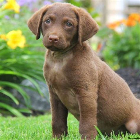 The chesapeake bay retriever is the most rugged and powerful of the six retriever breeds. Chesapeake Bay Retriever Puppies for Sale | Greenfield Puppies