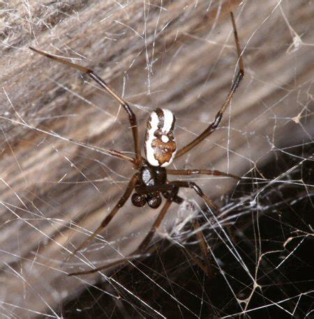 Deadly redback spiders are the ultimate spider killers. Theridiidae, Scaffold web, cobweb weavers or comb-footed ...
