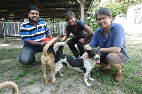 Before the animal welfare act (awa) was passed in 2015, times were very bleak for animals in malaysia. MIAR seek aid in cash or kind - Citizens Journal Malaysia
