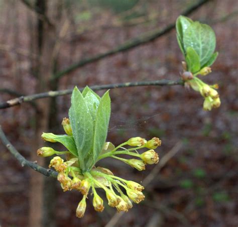 We have almost everything on ebay. Blooming Sassafras in Male and Female Flowers