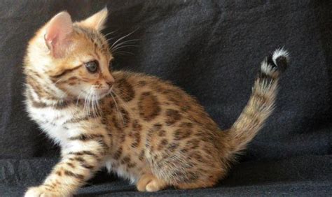 4xfemale bengal x maine coon kittens for sale mum is s bengal x maine coon and dad is a bengal x the kittens are healthy and very good quality.they will all be litter trained and. Adorable Bengal Kitten for Adoption - 11 weeks Old for ...