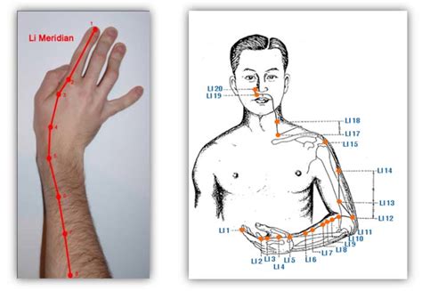 Yin yoga for happy kidneys. Large intestine meridian path (Li Meridian). | Download Scientific Diagram