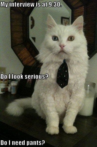 Funny job memes and work jokes. Career How To's: How to Dress for a Job Interview | Funny cats, Job interview, Animals