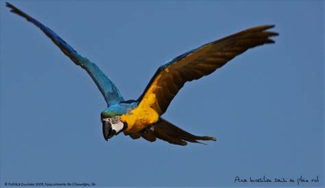 Dernière mise a jour le : Ara en plein vol... photo et image | animaux, animaux sauvages, oiseaux Images fotocommunity