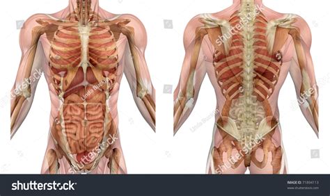 As commonly defined, the human body is the physical manifestation of a human being, a collection of chemical elements, mobile electrons, and electromagnetic fields present in extracellular materials and cellular components organized hierarchically into cells, tissues, organs,and organ systems. Muscles Male Torso Front Back Semitransparent Stock Illustration 71894113 - Shutterstock