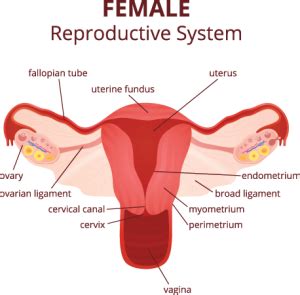 Download this premium vector about diagram of female reproductive system, and discover more than 13 million professional graphic resources on freepik. Female Reproduction - Nevada Center for Reproductive Medicine