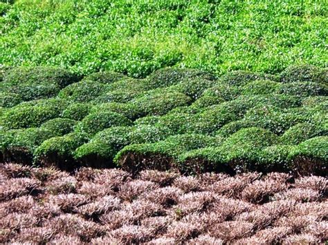 Rize erzurum yolunun kilit noktası ne zaman başlayacak? Çay Bahçelerinin Gübrelere Zamanı Geldi Haberi 53, Rize53 ...