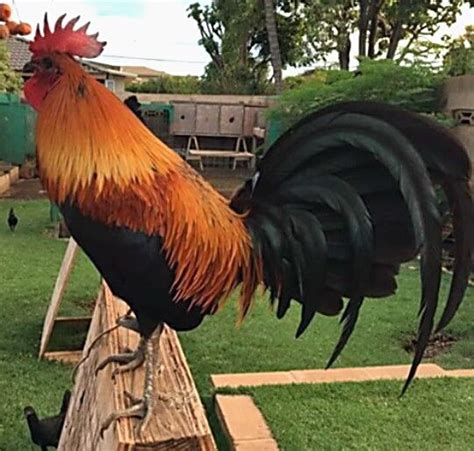 Sundown game farm will no longer sell any fowl to the public! 71 best images about SHAMBALA FARM on Pinterest | Grey ...