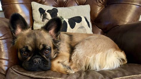 They are produced in regular solid colors like black and rarer there are a number of reasons for the high price of the fluffy frenchie breed. What Is A Fluffy Frenchie? : DOG FRIENDLY TRAVEL