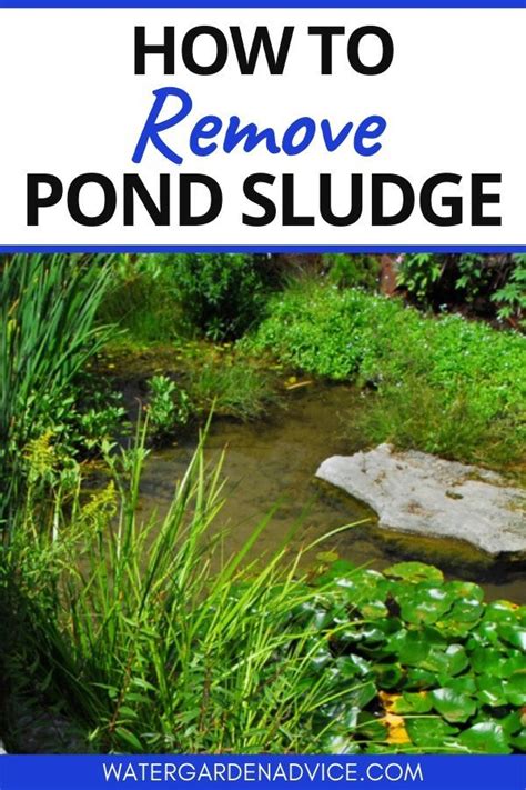 Mechanical control pond skimmers and rakes with floats are best to rake or skim off floating weeds and algae from the surface of the water. How To Remove Pond Sludge | Ponds backyard waterfall, Fish ...