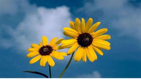 It will shine and your mood is always excellent. Wallpaper Bunga Matahari - Sunflower Images Hd - 1600x1000 ...