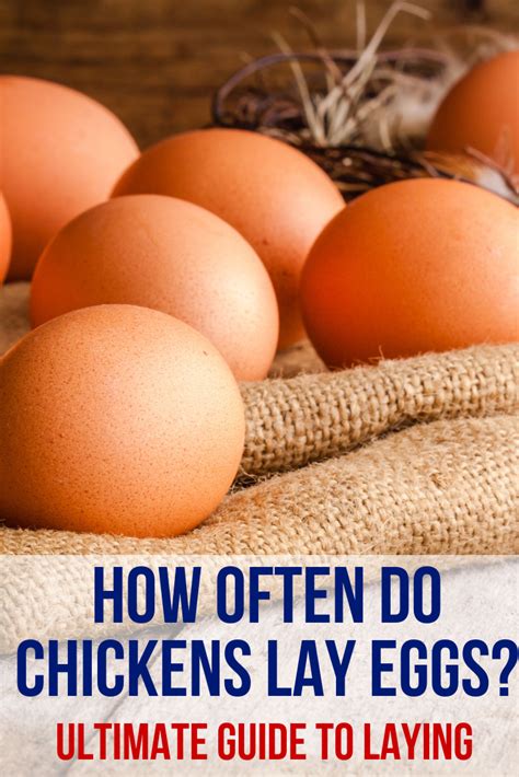 How long do chickens lay eggs? How Often Do Chickens Lay Eggs? Ultimate Guide To Laying ...