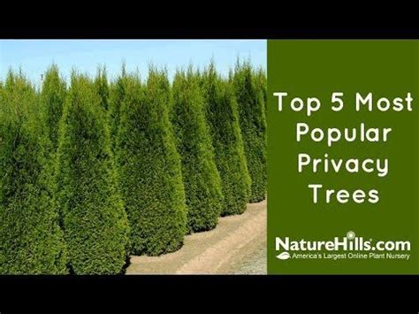 How to space leyland cypress trees. Grow a Privacy Screen Fast! The Leyland Cypress, x ...