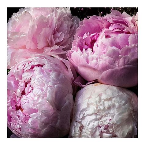 And don't forget, flowers for a new baby can come in any size, shape or color of the rainbow. Peonies always brighten our day. #estenza #flower #flowers ...