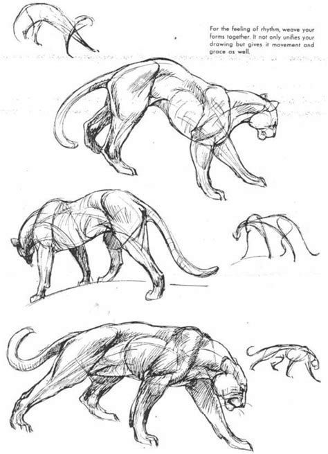 They must connect the dots that have the correct corresponding consecutive numbers, for example, they start at number one and make their way up to the final number to complete. Pin by ASH on animal help | Feline anatomy, Animal drawings, Animal sketches