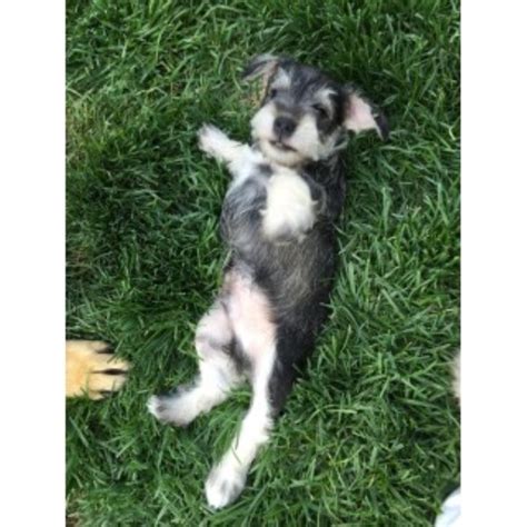 Puppies are ten to twelve weeks of age before they are allowed to leave. Miniature Schnauzer puppy dog for sale in Aurora, Colorado