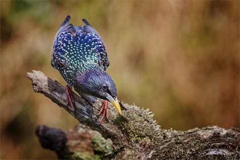 Thema vögel in der grundschule. Star im Hochzeitskleid Foto & Bild | tiere, wildlife, wild ...