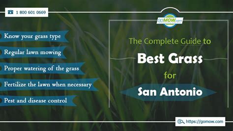 Maybe you would like to learn more about one of these? The Complete Guide to Best Grass for San Antonio - GoMow