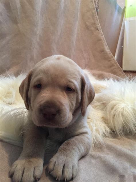 The mother, vin vin, is a yellow 2 y. Labrador Retriever Puppies For Sale | Owosso, MI #181445