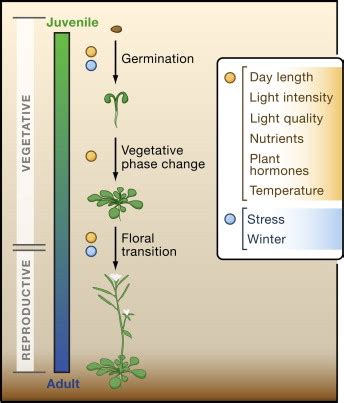 What are the three phases of the cell cycle? The Timing of Developmental Transitions in Plants: Cell