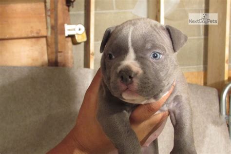 American bulldog puppies for sale. Micro Baby: American Bully puppy for sale near Columbus ...