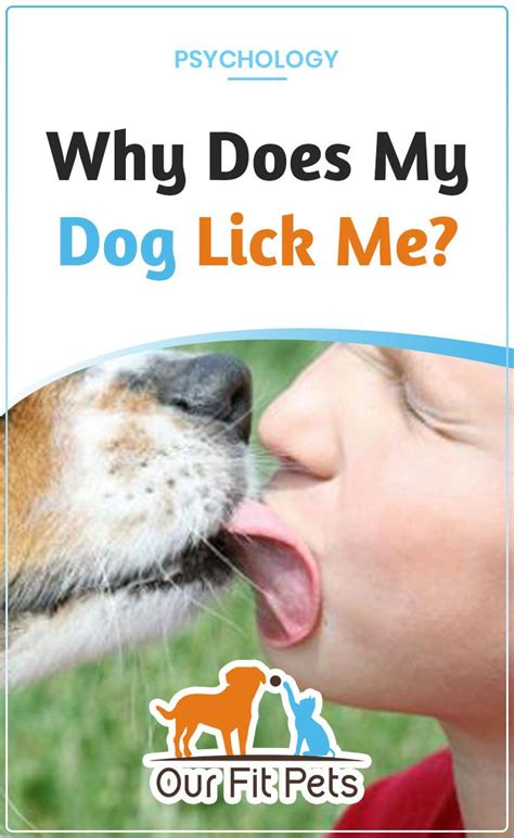 Find affordable dog boarding on care.com, the world's largest website for care. Why Does My Dog Lick Me? | Dog boarding near me, Dogs, Dog ...