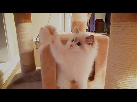 He has been staying with us the past week at #spotswood and is completely blind. 14 Week Old Ragdoll Kitten Rosey Climbs A Cat Tree For 1st ...