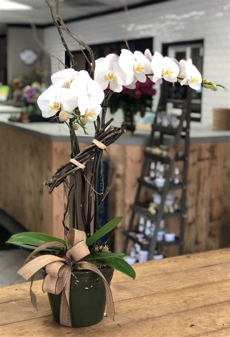 Roses, tulips, daisies, orchids, irises, gift baskets, plans Premium Orchid Plant in Modesto, CA | Fresh Ideas Flower Co