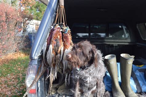 Find wirehaired pointing griffon puppies and breeders in your area and helpful wirehaired pointing griffon information. Wirehaired Pointing Griffon Hattie - Snake River ...