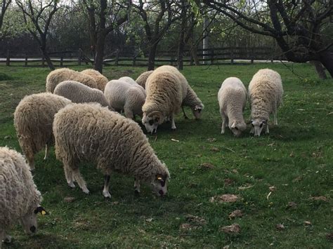 Sjeničke ovce - Poljoprivredni proizvodi - Poljoprivredni ...