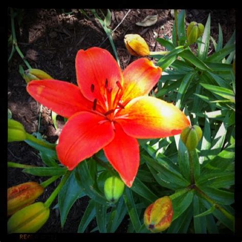 They do not need any staking for support. Asiatic lily | Asiatic lilies, Flower garden, Flowers