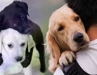 Buy pet food and supplies online: Online Pet Shops for Buy-Sell Birds Dogs Puppies Rabbit ...