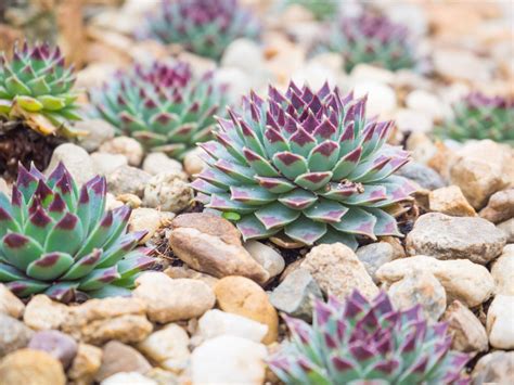 Diese pflegeleichten pflanzen brauchen eine regelmäßige bewässerung, doch können keine die blaue fächerblume ist eher als hängepflanze im garten oder auf dem balkon ein echter hingucker. Ampelschirme günstig online kaufen & bestellen ...