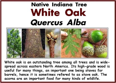 We would like to show you a description here but the site won't allow us. Tree Identification Signs | Previous Page ----- Next Page ...