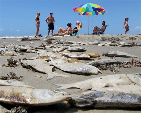 Maybe you would like to learn more about one of these? Red tide wipes out mess of fish on Galveston - Beaumont ...