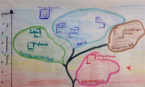 Naledi's brain was no bigger than an orange, scientists say. Hominidenstammbaum - Evolution - Abitur-Vorbereitung