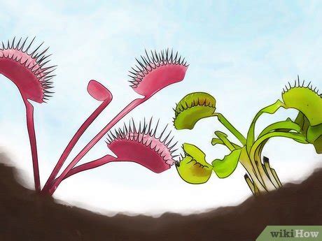 The plant world is explored from a to z, with a poem to introduce each letter topic and expository text that provides letter topic details. How to Choose a Venus Flytrap: 12 Steps (with Pictures ...