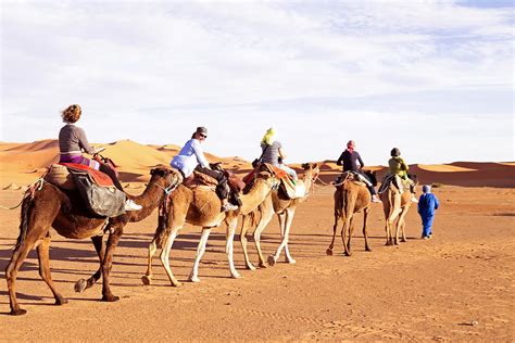 Depart marrakech for m'hamid, the gateway to the sahara, to trek past oasis, camel flocks, wild donkeys and beautiful desert vistas. Camel Caravan Going Through The Sand Dunes In The Sahara ...