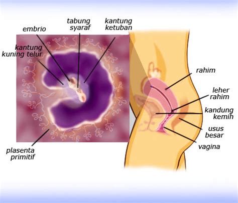 Sehingga keputihan saat hamil 7 bulan bahayakah tidak akan terjadi pada janin didalam rahim anda. Apa Yang Terjadi Pada Minggu Ke 1-12 Kehamilan dan Tips ...