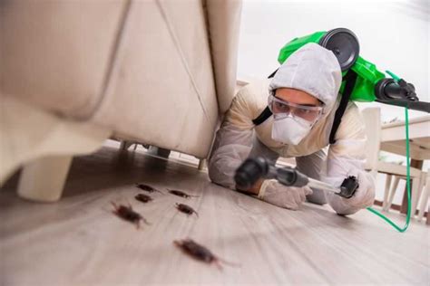 Critters, rodents, and bugs — oh my! Common Mistakes When Choosing a Pest Control Company ...