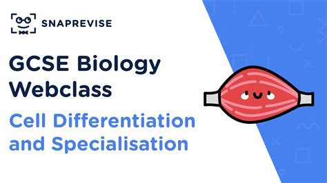 Maybe you would like to learn more about one of these? GCSE Biology: Cell Differentiation and Specialisation ...