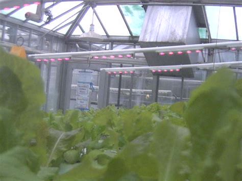 Maybe you would like to learn more about one of these? How To Select the Best Grow Light for your Greenhouse ...