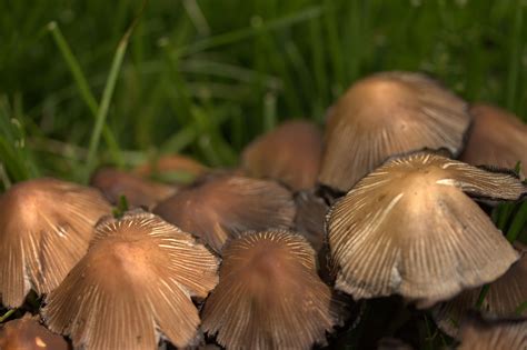 Mushrooms in the grass............ | Stuffed mushrooms, Grass, Photography