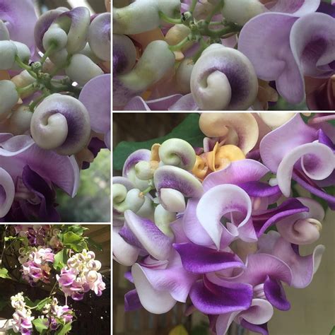 Maybe you would like to learn more about one of these? The famous fragrant Shell Vine | Garden vines, Moonflower ...