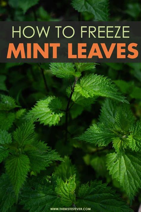 Put the mint into a colander and rinse them with clean water. Can You Freeze Mint Leaves? You Can & We Show You How in ...
