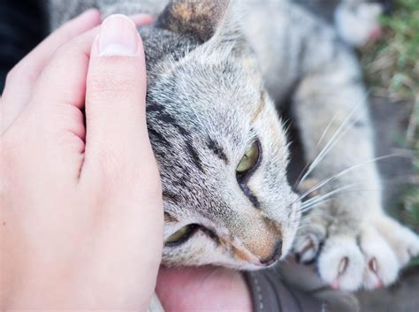 Hat ein kater sich das markieren erst unkastrierte katzen oder kater neigen zu verhaltensweisen, die dir nicht gefallen werden. Katzenknigge: So begrüßen Sie eine Katze richtig