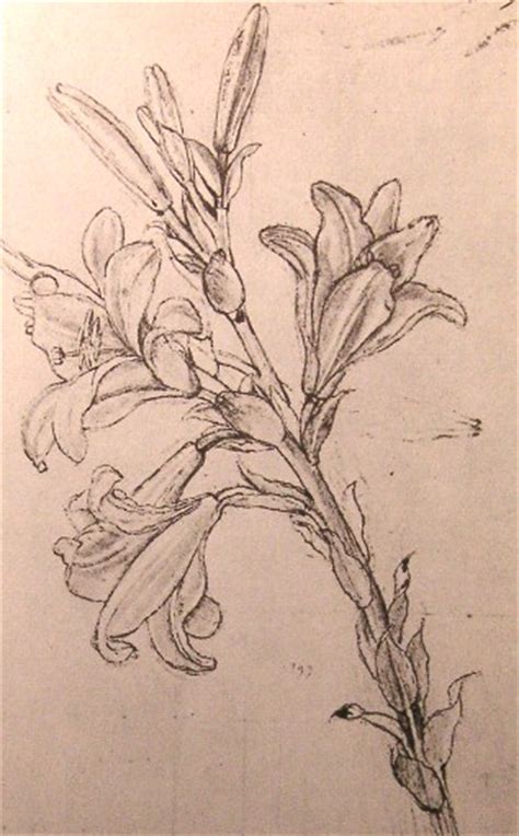 Leonardo da vinci pencil drawings | leonardo da vinci pencil drawings Drawing of lilies, for an Annunciation - Leonardo da Vinci ...